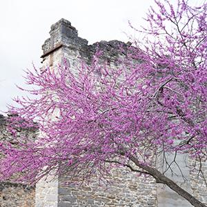 Buds on a tree in front of the Liberty Hall Ruins