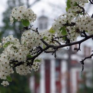 Image of flowers in front of the Colonnade